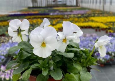 VIOLA CORNUTA ROCKY WHITE – VIOLKA – MACEŠKA